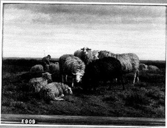 Shepherd with Sheep by Helmert van der Flier