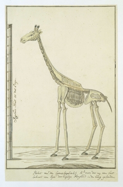 Skelet van een giraf (Giraffa camelopardalis) by Robert Jacob Gordon