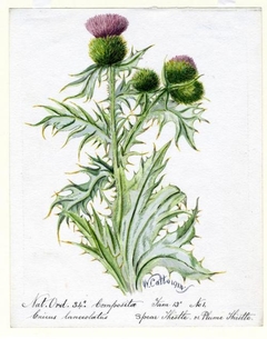 Spear Thistle of Plume Thistle (Cricus lanceolatus) - William Catto - ABDAG016027 by William Catto