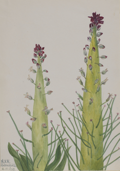 Squaw-Cabbage (Caulanthus inflatus) by Mary Vaux Walcott