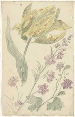 Studie van een gele tulp en een andere plant by Elias van Nijmegen