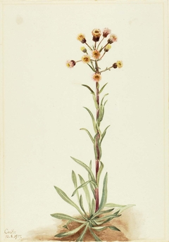 Tall Fleabane (Erigeron acris) by Mary Vaux Walcott