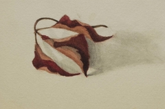 Untitled (Curled Autumn Leaves) by Mary Vaux Walcott