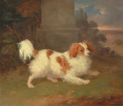 A Blenheim Spaniel by William Webb