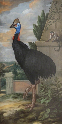 A Cassowary by Francis Barlow