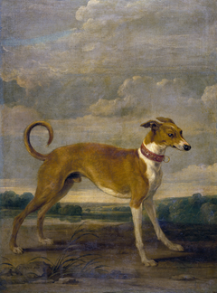 A dog by Paul de Vos