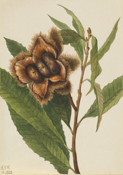 American Chestnut (Castanea dentata) by Mary Vaux Walcott