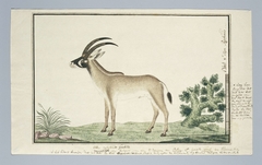 Bastergemsbok (Hippotragus equinus) by Robert Jacob Gordon