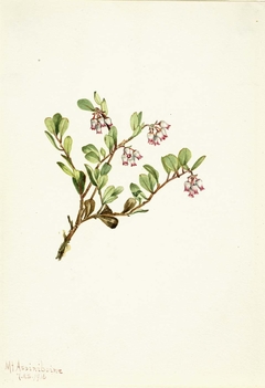 Bearberry (Arctostaphylos uva-ursi) by Mary Vaux Walcott