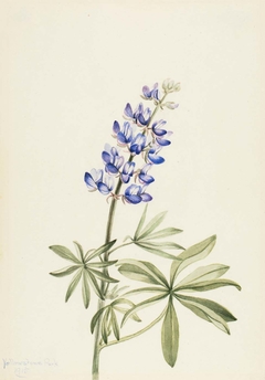 Blue Lupine (Lupinus argenteus) by Mary Vaux Walcott