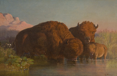 Buffalo Drinking by Karl Ferdinand Wimar