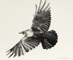 Crow study by David Caesar