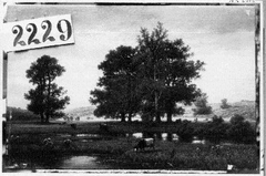 Glooiend landschap met bomen en koeien bij plas by Joseph Van Luppen