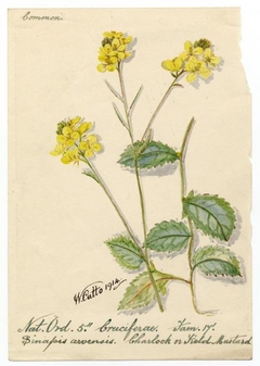 Hedge-mustard (sisymbrium officinale) - William Catto - ABDAG016237 by William Catto