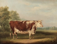 Hereford Cow by William Henry Davis