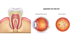 Medical illustration services by Christa Elrod