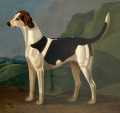 'Mischief', a Favourite Hound by Francis Sartorius