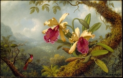 Orchids and Hummingbird by Martin Johnson Heade