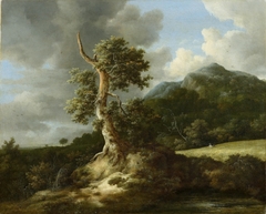 Rolling landscape with an oak before a grainfield by Jacob van Ruisdael