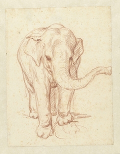 Staande olifant, van voren by Petrus Camper