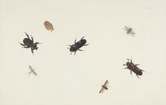 Study of Beetles and Moths by Herman Henstenburgh