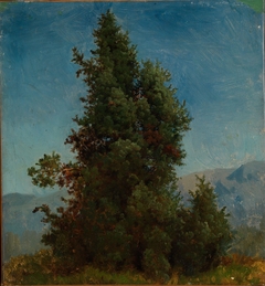 Study of Trees by August Cappelen