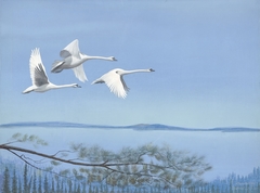 Swan in the Land of the Sky Blue Water by Floyd Thornton Martin