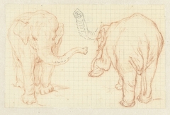 Twee studies van een olifant en een slurf by Petrus Camper