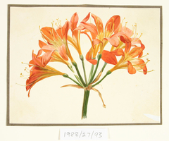 Untitled (Amaryllis) by Vivian Smith