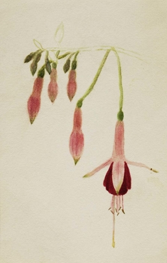 (Untitled--Flower Study) by Mary Vaux Walcott