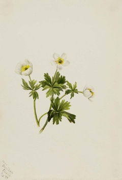 White Globeflower (Trollius albiflorus) by Mary Vaux Walcott