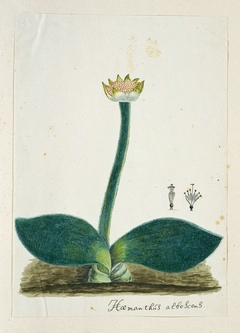 Witte poederkwast (Haemanthus albiflos) met een detailtekening van de zaadjes by Robert Jacob Gordon